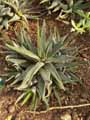 Haworthia mucronata var. mucronata