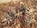 Haworthia mucronata var. mucronata