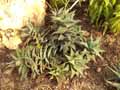 Haworthia nigra