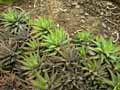 Haworthia radula