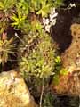 Haworthia reticulata