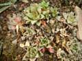 Haworthia retusa