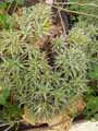 Haworthia tortuosa