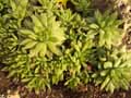 Haworthia x revendeltii