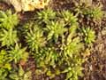 Haworthia zantneriana