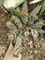 Hawortia fasciata