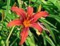 Hemerocallis Nona\'s Garnet