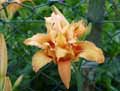 Hemerocallis Orange Fire