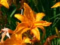 Hemerocallis Ruffled Apricot