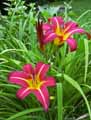 Hemerocallis Stafford