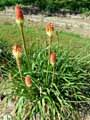 Kniphofia ensifolia