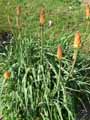 Kniphofia sarmentosa