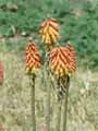 Kniphofia sarmentosa