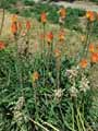 Kniphofia sarmentosa