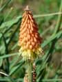 Kniphofia sarmentosa