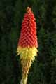 Kniphofia uvaria