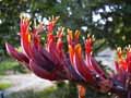 Phormium tenax