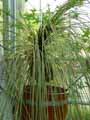Xanthorrhoea quadrangulata