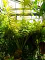 Zamiaceae-Ceratozamia-mexicana-Ceratozamia-du-Mexique.jpg