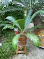 Zamiaceae-Dioon-mejiae-Cycadale-du-Honduras.jpg