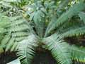 Dioon spinulosum