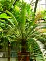 Zamiaceae-Dioon-spinulosum-Dioon-geant-Cycadale-du-Mexique.jpg