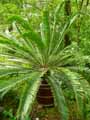 Encephalartos altensteinii