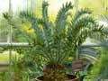 Encephalartos horridus