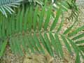 Encephalartos lehmannii