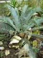 Encephalartos lehmannii