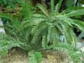 Encephalartos lehmannii