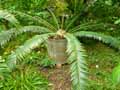 Encephalartos senticosus