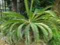 Encephalartos transvenosus
