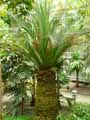 Macrozamia moorei