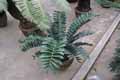Zamia furfuracea