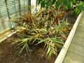 Zingiberaceae-Alpinia-luteo-carpa-Alpinie.jpg