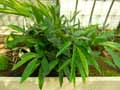 Zingiberaceae-Alpinia-officinarum-Alpinie.jpg