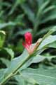Alpinia purpurata