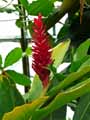 Zingiberaceae-Alpinia-purpurata-Gingembre-d-ornement-Gingembre-rouge-Galanga-Alpinie.jpg