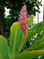 Zingiberaceae-Alpinia-purpurata-Pink-Gingembre-d-ornement-Gingembre-rouge-Galanga-Alpinie.jpg