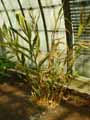 Zingiberaceae-Alpinia-vittata-Alpinie.jpg