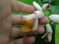 Alpinia zerumbet