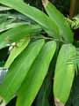 Alpinia zerumbet