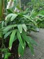 Alpinia zerumbet