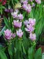 Zingiberaceae-Curcuma-alismatifolia-Curcuma-Gingembre-Tulipe-du-Siam.jpg