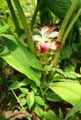 Zingiberaceae-Curcuma-domestica-Curcuma-Curcumin.jpg