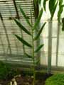 Zingiberaceae-Curcuma-zedoaria-Curcuma.jpg