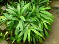 Elettaria cardemomum