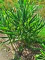 Hedychium coccineum
