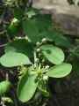 Balanites aegyptiaca